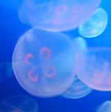 Jelly Fish image